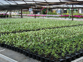 Cabbage Seedlings