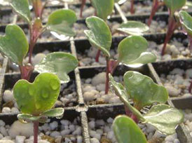 Cauliflower Seedlings