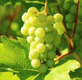 fresh grapes