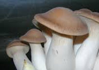 Organic King Mushrooms