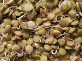 Lentil Sprouts