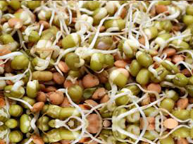 Organic Moong Bean Sprouts, for Cooking, Grade : Food Grade
