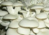 Organic Oyster Mushrooms, for Cooking, Packaging Type : Polythene Bag