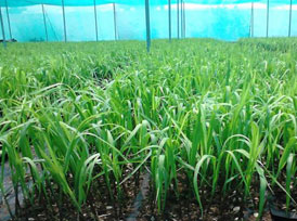 Organic Sugar Cane Seedlings, Packaging Type : Plastic Packet