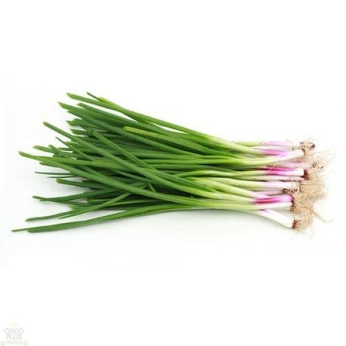 Free from pestisides Fresh Spring Onion