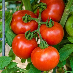 fresh tomato