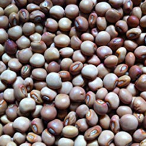 Pigeon Pea, Style : Dried
