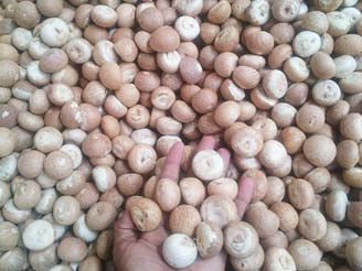 Dried Areca Nut