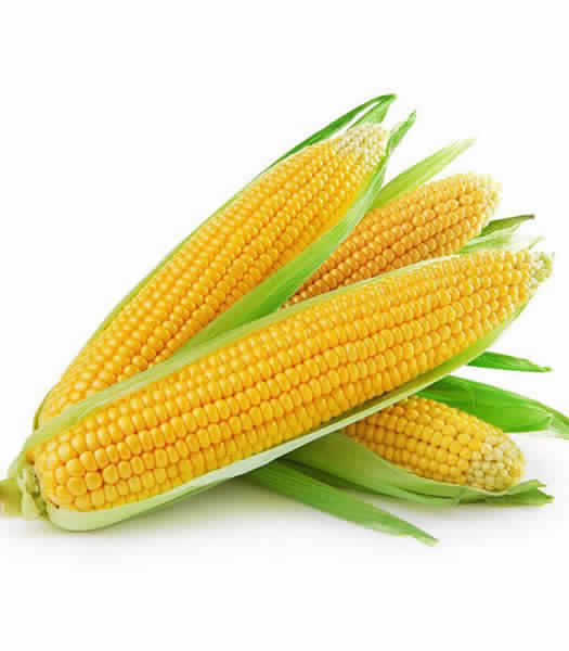 Organic Fresh Sweet Corn, for Non Harmful, Good Nutritions, Grade : Food Grade