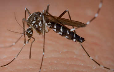 Mosquito Management