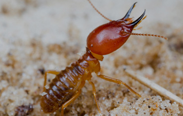 Termite Management