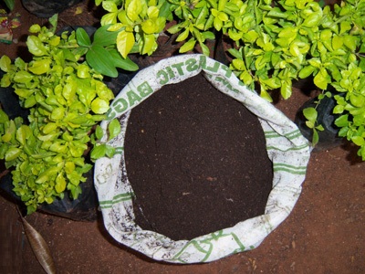Bio Compost