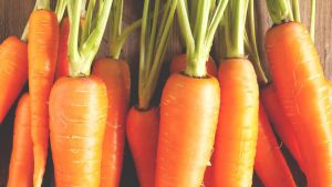 Organic Fresh Carrot, for Pickle, Packaging Type : Jute Sack