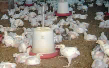 Poultry Feed, Packaging Type : Plastic Bags
