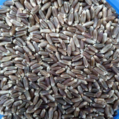 Common Black Wheat Seeds, Shelf Life : 1year