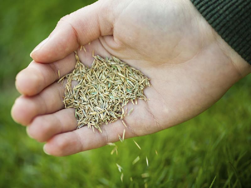 Cow Grass Seeds, for Agriculture, Purity : 98%