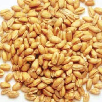 Common Kudrat 9 Wheat Seeds, Purity : 98%