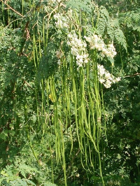 Moringa Grass Seeds, for Agriculture, Purity : 98%