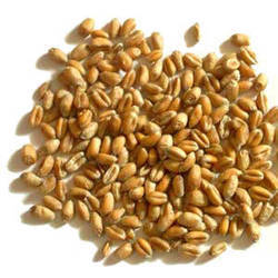 Moti Sona Wheat Seeds