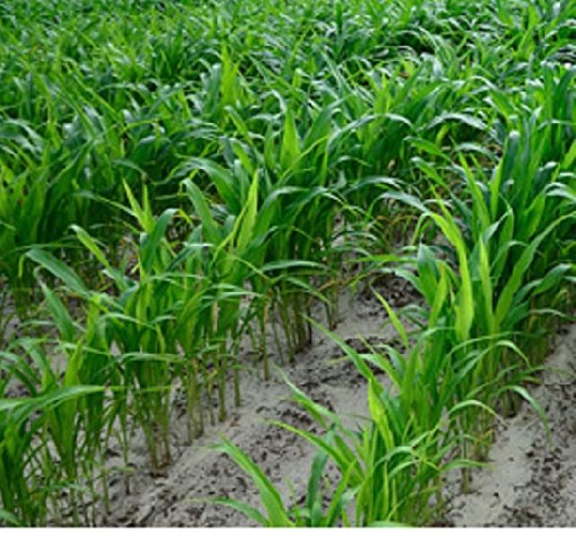 Sugargraze Jowar Grass Seeds, for Agriculture, Purity : 98%