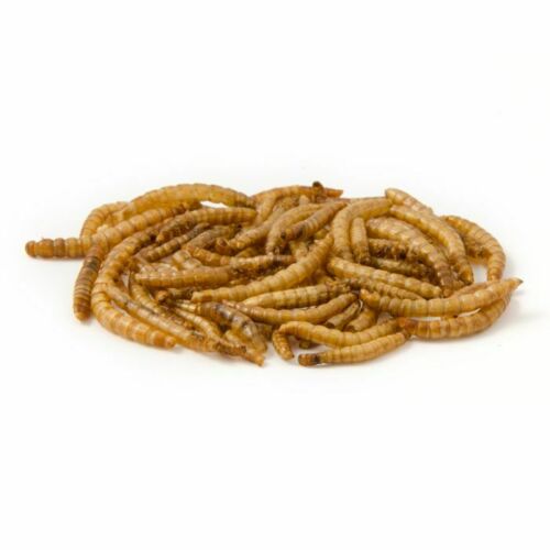 Animal feed meal worm