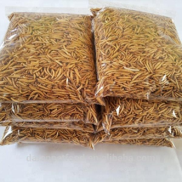 hot sale meal worm for animal feeding