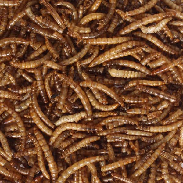 Meal worm for animal feeding