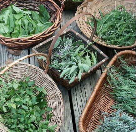 Agro Herbs and Vegetables, Fresh Greens, Vegetables