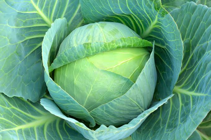 Oval Natural Cabbage, Color : Green, Light Green