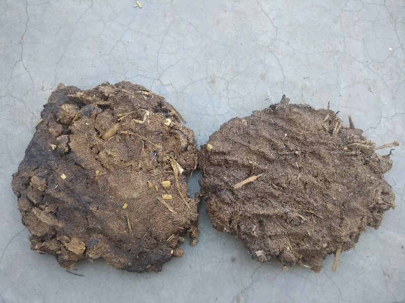 Cow Dung Cake