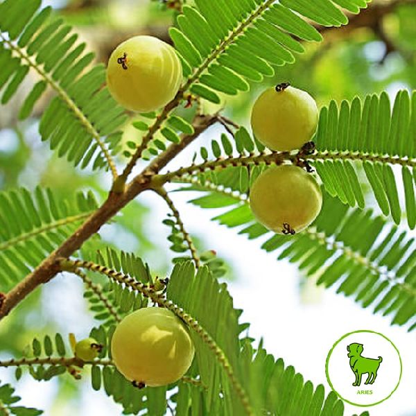 Organic Amla Products, for SUPPLEMENT, Certification : FSSAI Certified, USDA
