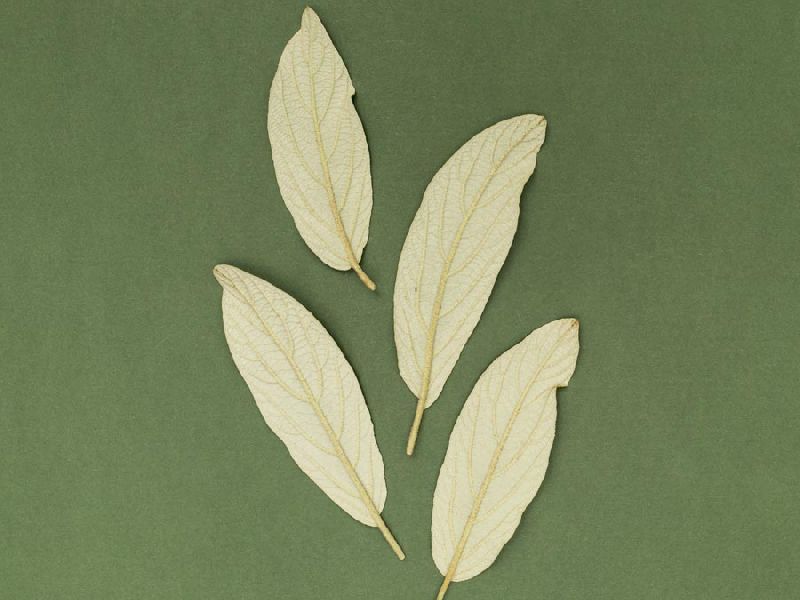 Cinnamomum Cassia