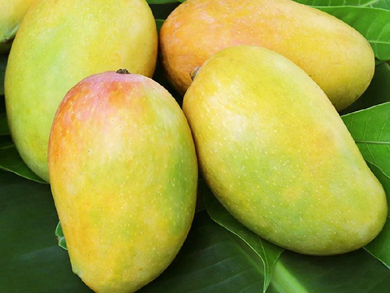 Fresh Mango,fresh mango, Taste : Mild Sweet