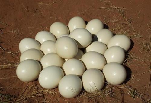 Ostrich Fertile Eggs