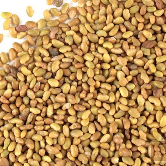 alfalfa seeds