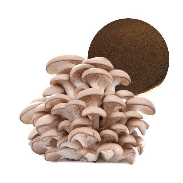 fresh oyster mushrooms