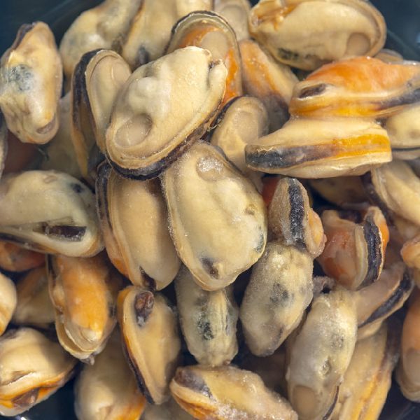 Frozen Mollusks