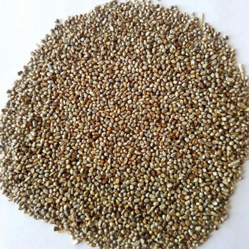 millet seeds