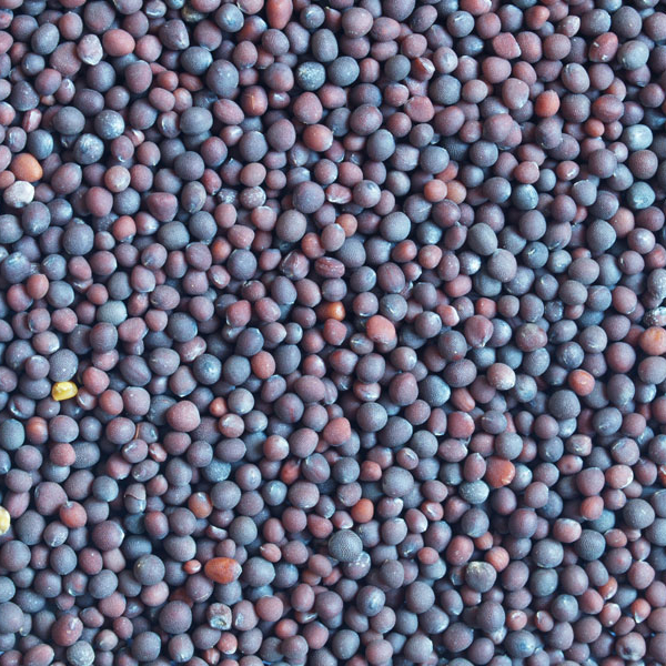 Canola Seeds