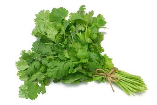 Fresh Coriander Leaves