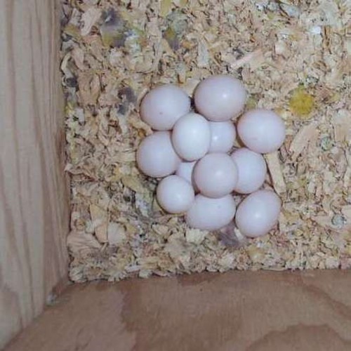 Macaw Eggs, Shelf Life : 3years