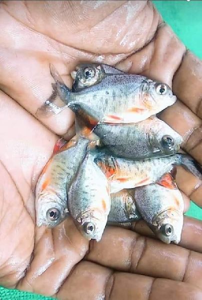 Rupchanda Fish Seed