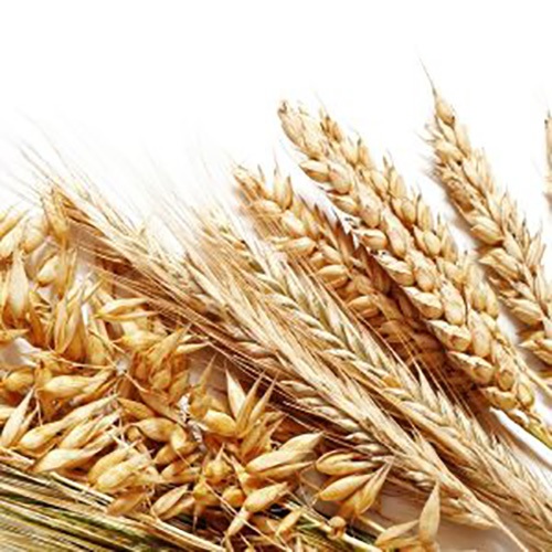 Barley  Grains