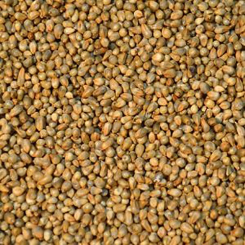 Millet Seeds