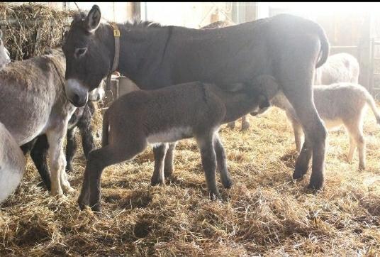 Donkey milk, for Medicine Use, Purity : 99.9%