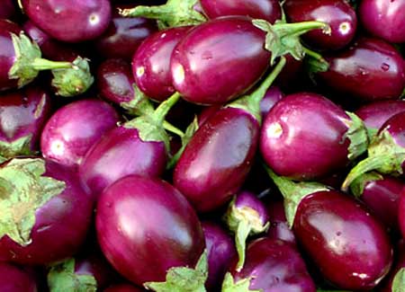 fresh brinjal