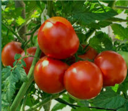 Common Tomato, for Cooking, Skin Products, Packaging Type : Jute Bag, Net Bag, Plastic Crates