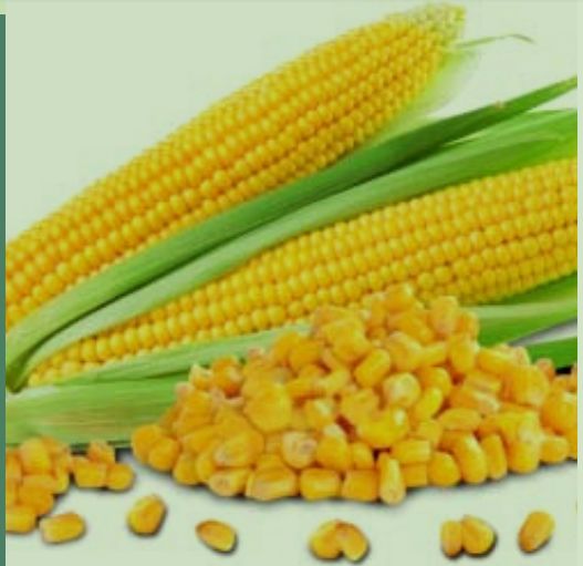Yellow corn, for Animal Feed, Cattle Feed, Flour, Food Grade Powder, Packaging Type : Can (Tinned)