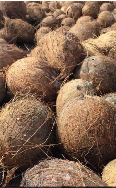 Natural Fresh Coconut, for Freshness, Good Taste, Healthy