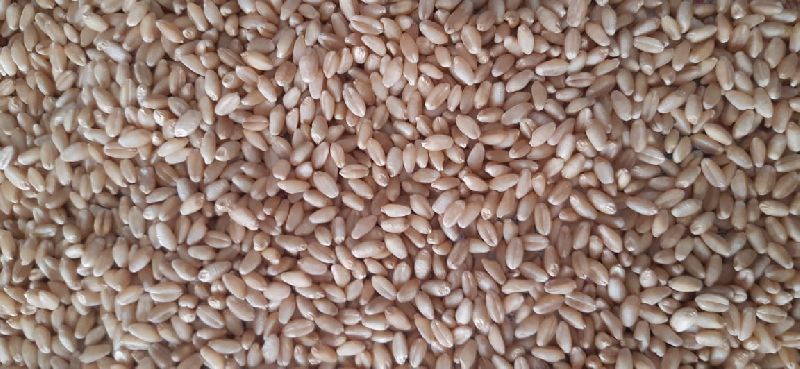 Organic Wheat Seeds, Packaging Type : Jute Bags, Plastic Packets